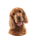 Hundekrankenversicherung ohne Altersbegrenzung für Cocker Spaniel