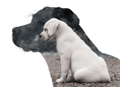 Hundekrankenversicherung ohne Altersbegrenzung