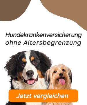 Hundekrankenversicherung ohne Altersbegrenzung