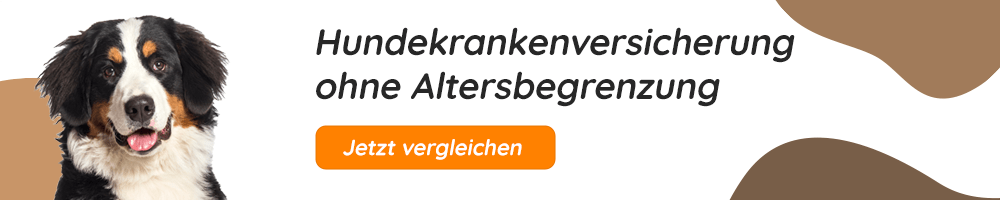 Hundekrankenversicherung ohne Altersbegrenzung
