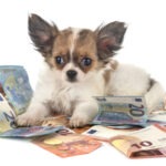 Hundekankenversicherung ohne Altersbegrenzung für kleine Hunderassen