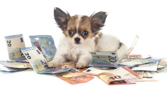 Hundekankenversicherung ohne Altersbegrenzung für kleine Hunderassen