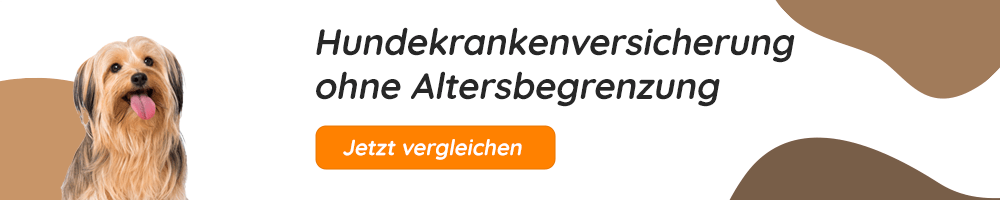 Hundekrankenversicherung ohne Altersbegrenzung