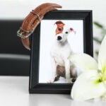 Hundekrankenversicherung ohne Altersbegrenzung kündigen