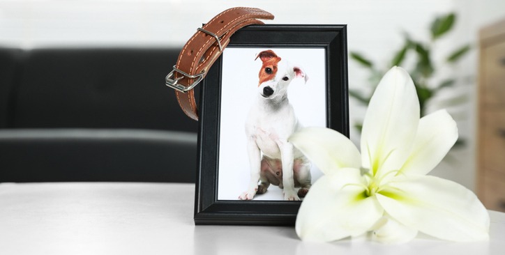 Hundekrankenversicherung ohne Altersbegrenzung kündigen