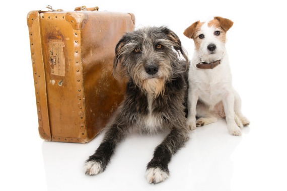 Hundekrankenversicherung ohne Altersbegrenzung im Urlaub