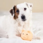 Hundekrankenversicherung ohne Altersbegrenzung für Hunde mit Vorerkrankungen