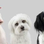 Lohnt sich eine Hundekrankenversicherung ohne Altersbegrenzung