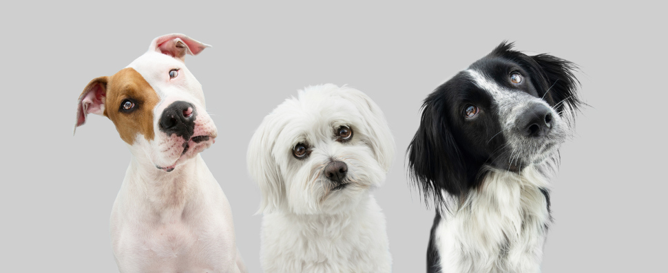 Lohnt sich eine Hundekrankenversicherung ohne Altersbegrenzung