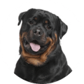 Hundekrankenversicherung ohne Altersbegrenzung für Labrador