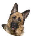 Hundekrankenversicherung ohne Altersbegrenzung für Schäferhund