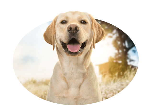 Hundekrankenversicherung ohne Altersbegrenzung